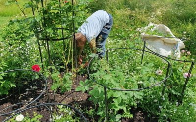 Do Professional Gardeners In Your Area Weed Borders!